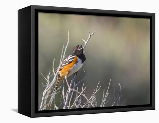 USA, Washington. Spotted Towhee Singing in Umtanum Canyon-Gary Luhm-Framed Stretched Canvas