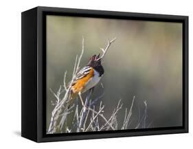 USA, Washington. Spotted Towhee Singing in Umtanum Canyon-Gary Luhm-Framed Stretched Canvas