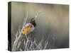 USA, Washington. Spotted Towhee Singing in Umtanum Canyon-Gary Luhm-Stretched Canvas