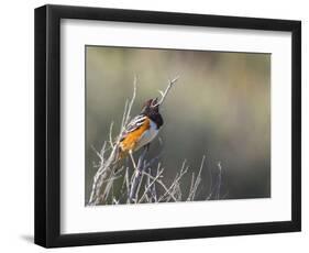 USA, Washington. Spotted Towhee Singing in Umtanum Canyon-Gary Luhm-Framed Photographic Print