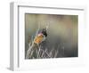 USA, Washington. Spotted Towhee Singing in Umtanum Canyon-Gary Luhm-Framed Photographic Print