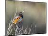 USA, Washington. Spotted Towhee Singing in Umtanum Canyon-Gary Luhm-Mounted Photographic Print