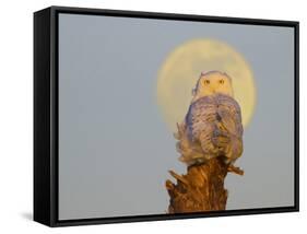 USA, Washington state. A Snowy Owl sits on a perch at sunset, with the full moon behind-Gary Luhm-Framed Stretched Canvas