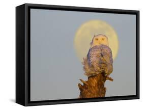 USA, Washington state. A Snowy Owl sits on a perch at sunset, with the full moon behind-Gary Luhm-Framed Stretched Canvas