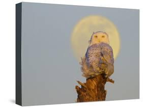 USA, Washington state. A Snowy Owl sits on a perch at sunset, with the full moon behind-Gary Luhm-Stretched Canvas