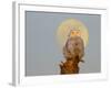 USA, Washington state. A Snowy Owl sits on a perch at sunset, with the full moon behind-Gary Luhm-Framed Photographic Print