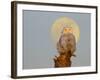 USA, Washington state. A Snowy Owl sits on a perch at sunset, with the full moon behind-Gary Luhm-Framed Photographic Print