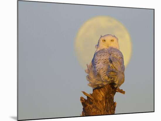USA, Washington state. A Snowy Owl sits on a perch at sunset, with the full moon behind-Gary Luhm-Mounted Photographic Print