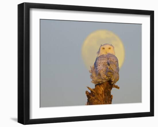 USA, Washington state. A Snowy Owl sits on a perch at sunset, with the full moon behind-Gary Luhm-Framed Photographic Print
