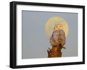 USA, Washington state. A Snowy Owl sits on a perch at sunset, with the full moon behind-Gary Luhm-Framed Photographic Print