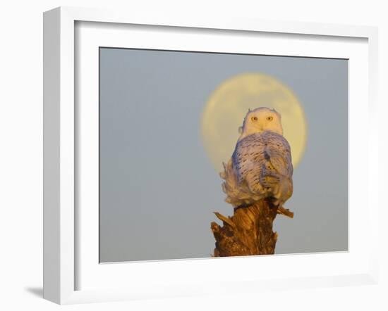 USA, Washington state. A Snowy Owl sits on a perch at sunset, with the full moon behind-Gary Luhm-Framed Photographic Print