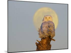 USA, Washington state. A Snowy Owl sits on a perch at sunset, with the full moon behind-Gary Luhm-Mounted Photographic Print