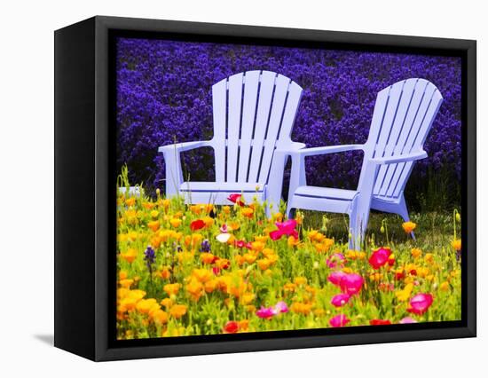 USA, Washington State, Adirondack chairs In Field of Lavender and Poppies-Terry Eggers-Framed Stretched Canvas