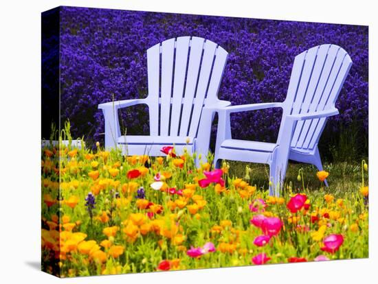 USA, Washington State, Adirondack chairs In Field of Lavender and Poppies-Terry Eggers-Stretched Canvas