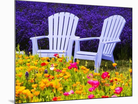 USA, Washington State, Adirondack chairs In Field of Lavender and Poppies-Terry Eggers-Mounted Photographic Print