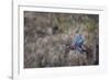 USA, Washington State. Adult male Wood Duck (Aix Sponsa) flies over a marsh.-Gary Luhm-Framed Photographic Print