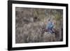 USA, Washington State. Adult male Wood Duck (Aix Sponsa) flies over a marsh.-Gary Luhm-Framed Photographic Print