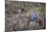 USA, Washington State. Adult male Wood Duck (Aix Sponsa) flies over a marsh.-Gary Luhm-Mounted Photographic Print