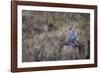 USA, Washington State. Adult male Wood Duck (Aix Sponsa) flies over a marsh.-Gary Luhm-Framed Photographic Print