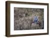 USA, Washington State. Adult male Wood Duck (Aix Sponsa) flies over a marsh.-Gary Luhm-Framed Photographic Print