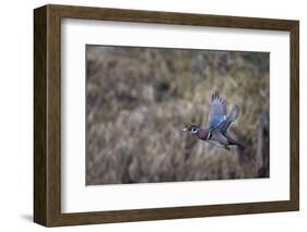 USA, Washington State. Adult male Wood Duck (Aix Sponsa) flies over a marsh.-Gary Luhm-Framed Photographic Print