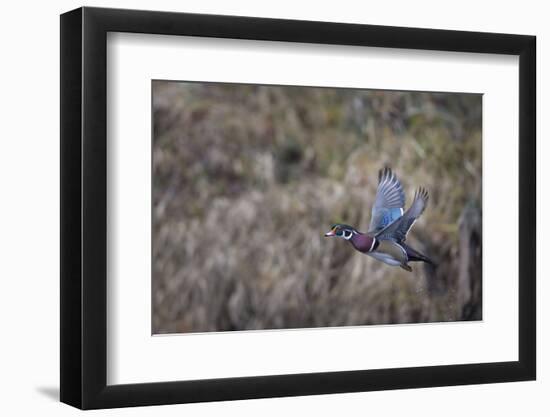 USA, Washington State. Adult male Wood Duck (Aix Sponsa) flies over a marsh.-Gary Luhm-Framed Photographic Print