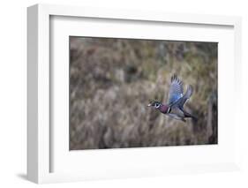 USA, Washington State. Adult male Wood Duck (Aix Sponsa) flies over a marsh.-Gary Luhm-Framed Photographic Print