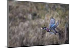 USA, Washington State. Adult male Wood Duck (Aix Sponsa) flies over a marsh.-Gary Luhm-Mounted Photographic Print