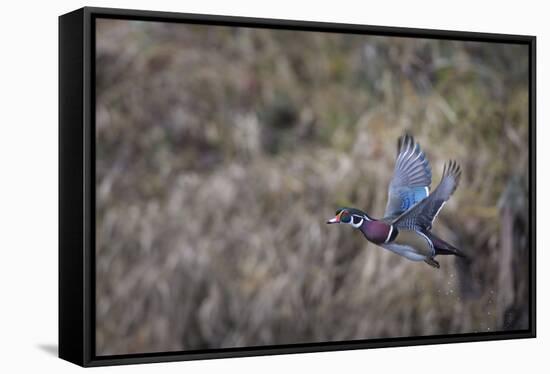 USA, Washington State. Adult male Wood Duck (Aix Sponsa) flies over a marsh.-Gary Luhm-Framed Stretched Canvas