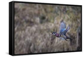 USA, Washington State. Adult male Wood Duck (Aix Sponsa) flies over a marsh.-Gary Luhm-Framed Stretched Canvas