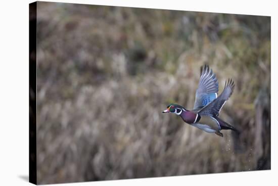 USA, Washington State. Adult male Wood Duck (Aix Sponsa) flies over a marsh.-Gary Luhm-Stretched Canvas