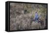 USA, Washington State. Adult male Wood Duck (Aix Sponsa) flies over a marsh.-Gary Luhm-Framed Stretched Canvas