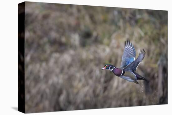 USA, Washington State. Adult male Wood Duck (Aix Sponsa) flies over a marsh.-Gary Luhm-Stretched Canvas