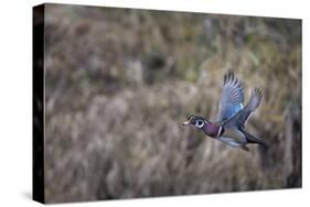 USA, Washington State. Adult male Wood Duck (Aix Sponsa) flies over a marsh.-Gary Luhm-Stretched Canvas