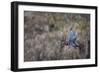 USA, Washington State. Adult male Wood Duck (Aix Sponsa) flies over a marsh.-Gary Luhm-Framed Photographic Print