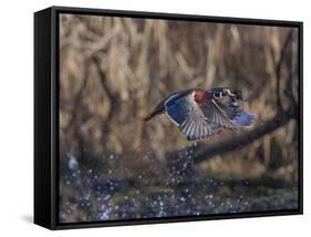USA, Washington State. Adult male Wood Ducks (Aix Sponsa) taking flight over a marsh.-Gary Luhm-Framed Stretched Canvas