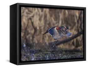 USA, Washington State. Adult male Wood Ducks (Aix Sponsa) taking flight over a marsh.-Gary Luhm-Framed Stretched Canvas