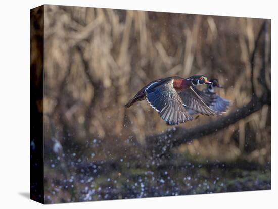 USA, Washington State. Adult male Wood Ducks (Aix Sponsa) taking flight over a marsh.-Gary Luhm-Stretched Canvas