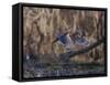 USA, Washington State. Adult male Wood Ducks (Aix Sponsa) taking flight over a marsh.-Gary Luhm-Framed Stretched Canvas