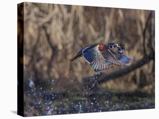 USA, Washington State. Adult male Wood Ducks (Aix Sponsa) taking flight over a marsh.-Gary Luhm-Stretched Canvas