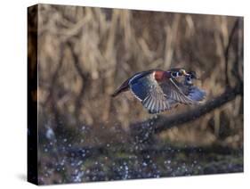 USA, Washington State. Adult male Wood Ducks (Aix Sponsa) taking flight over a marsh.-Gary Luhm-Stretched Canvas