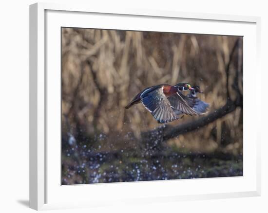 USA, Washington State. Adult male Wood Ducks (Aix Sponsa) taking flight over a marsh.-Gary Luhm-Framed Photographic Print