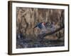 USA, Washington State. Adult male Wood Ducks (Aix Sponsa) taking flight over a marsh.-Gary Luhm-Framed Photographic Print