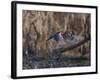 USA, Washington State. Adult male Wood Ducks (Aix Sponsa) taking flight over a marsh.-Gary Luhm-Framed Photographic Print