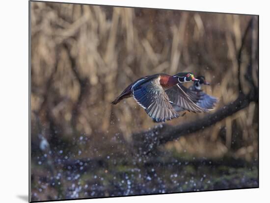 USA, Washington State. Adult male Wood Ducks (Aix Sponsa) taking flight over a marsh.-Gary Luhm-Mounted Photographic Print