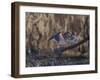 USA, Washington State. Adult male Wood Ducks (Aix Sponsa) taking flight over a marsh.-Gary Luhm-Framed Photographic Print