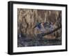 USA, Washington State. Adult male Wood Ducks (Aix Sponsa) taking flight over a marsh.-Gary Luhm-Framed Photographic Print