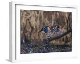 USA, Washington State. Adult male Wood Ducks (Aix Sponsa) taking flight over a marsh.-Gary Luhm-Framed Photographic Print