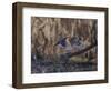 USA, Washington State. Adult male Wood Ducks (Aix Sponsa) taking flight over a marsh.-Gary Luhm-Framed Photographic Print