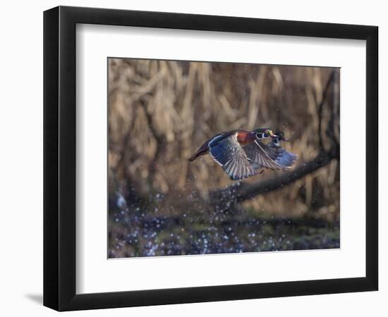 USA, Washington State. Adult male Wood Ducks (Aix Sponsa) taking flight over a marsh.-Gary Luhm-Framed Photographic Print